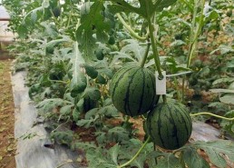 吃瓜51,网络热点的幕后故事