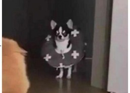 娱乐吃瓜酱狗狗打猫咪,娱乐吃瓜酱现场直播