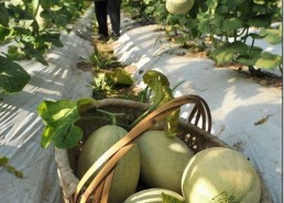 网红吃瓜中国,揭秘网络红人的幕后故事