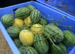 网红的QQ吃瓜群